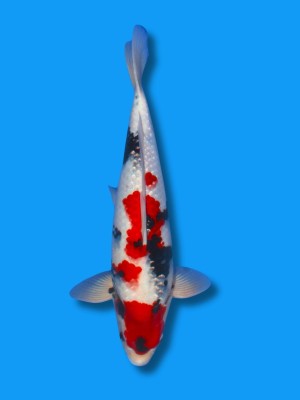 Ginrin Showa | Koi&Co.
